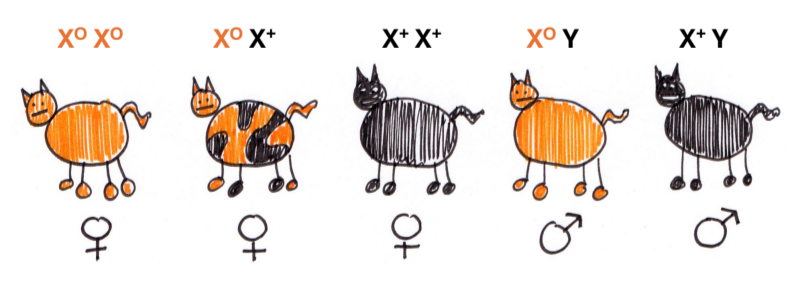 <p>Codominant X-linked gene</p>