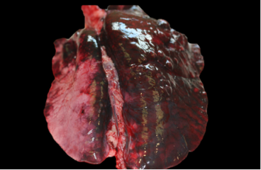 <p>What is this post mortem change called?</p>