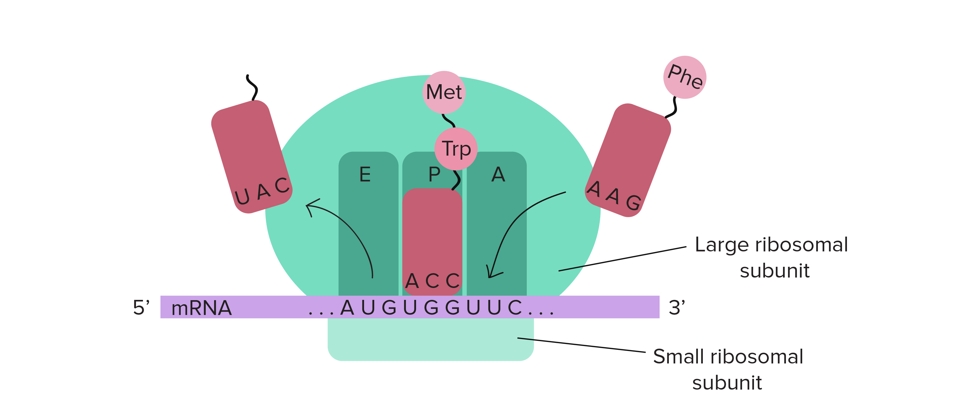 <p>the 3 binding sites are: A, P and E. </p><p>P is where the initiator tRNA binds </p><p>A is where the second or following tRNA binds </p><p>E or the exit site is where they exit, a tRNA molecule never occupies it</p>