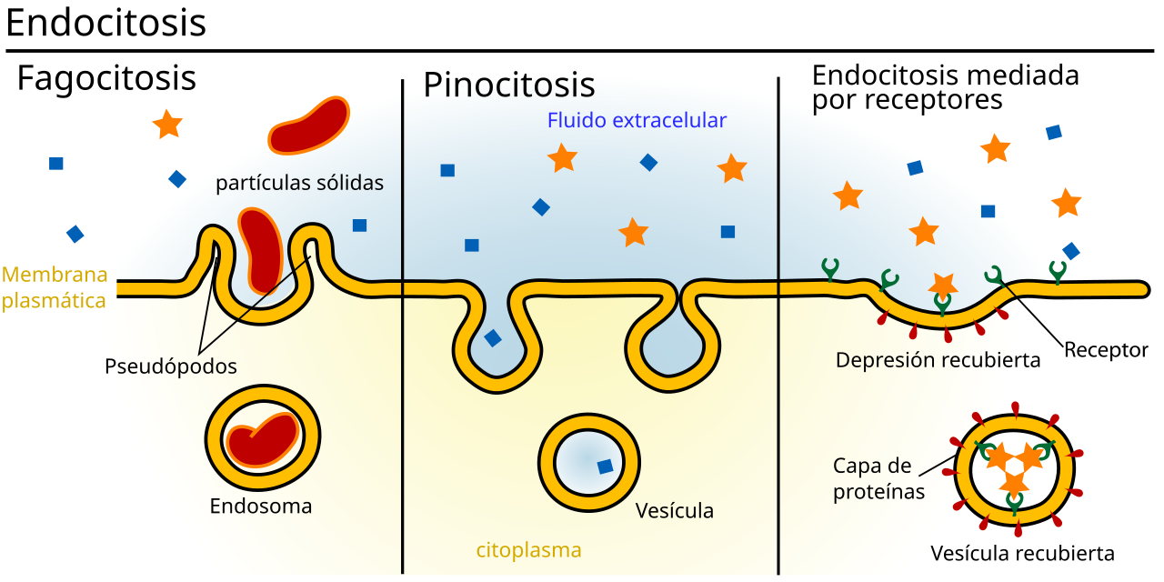 <ul><li><p><span>Fagocitose</span></p></li><li><p><span>Pinocitose</span></p></li><li><p><span>Endocitose mediada por receptor</span></p></li></ul><p></p>