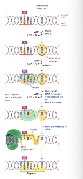 <ol><li><p>Mismatch repair in E.coli: BAE IS WRONG A IS A C BUT SHOUDLNT ETC</p></li></ol><ul><li><p>This is for if a is in the spot of a c, they know which one it is, there is GATC thing on the base so it knows that the original strand. basically the orginal is methalated which the mutation base isnt so it reconigess that its not methalyted</p></li><li><p>MUTS recognises mismatches and binds to them to initiate the repair process</p></li><li><p>MUTL joins and activates MUTH</p></li><li><p>MUTH (an endonuclease) cuts the unmethylated strand at nearest hemimethylated (half methylated) GATC sequence; on either side of the mismatch</p></li><li><p>Excision requires MUTS, MUTL, UVRD (DNA helices 2, also known as MUTU, and an exonuclease</p></li></ul><p class="p1">• ⁃ Dna polymwerase 3 fills in the gap and DNA ligase seals the nick</p>
