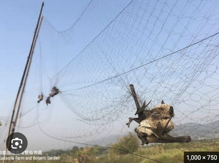 <p>This live trap is used for bats</p>