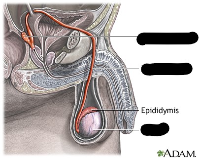 <p>Mature sperm are stored</p>