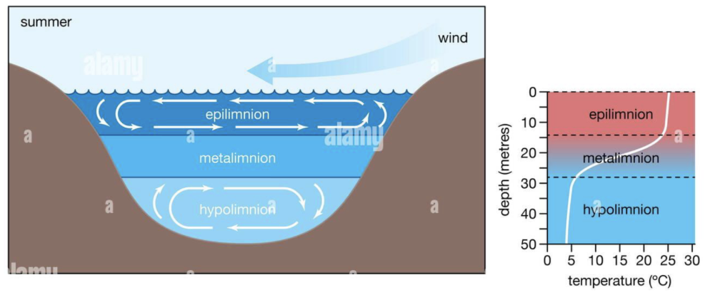 <p><span style="background-color: transparent;">Separation of lakes into distinct horizontal layers based on temperature and density differences</span></p><ul><li><p><span style="background-color: transparent;">Occurs in temperate lakes > 10m in depth</span></p></li><li><p><span style="background-color: transparent;">Water density is temperature-dependent</span></p><ul><li><p><span style="background-color: transparent;">Densest at 4℃</span></p></li></ul></li></ul><p></p>