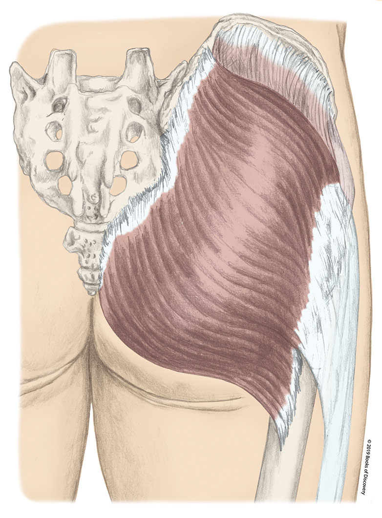 <p>gluteus maximus origin</p>