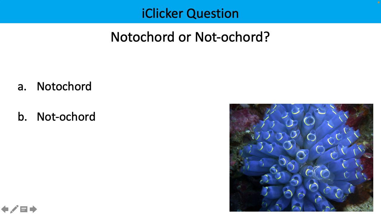 <p>notochord or not-ochord?</p>