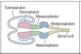 <p>Comes from the rhombencephalon</p><p>across brain </p><p>forms cerebellum, pons, fourth ventricle</p>