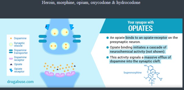 <p><strong>Opiates</strong><span> and </span><strong>opioids</strong><span> can cause death by&nbsp;</span><span style="color: mediumseagreen !important;"><strong>respiratory depression</strong></span></p>