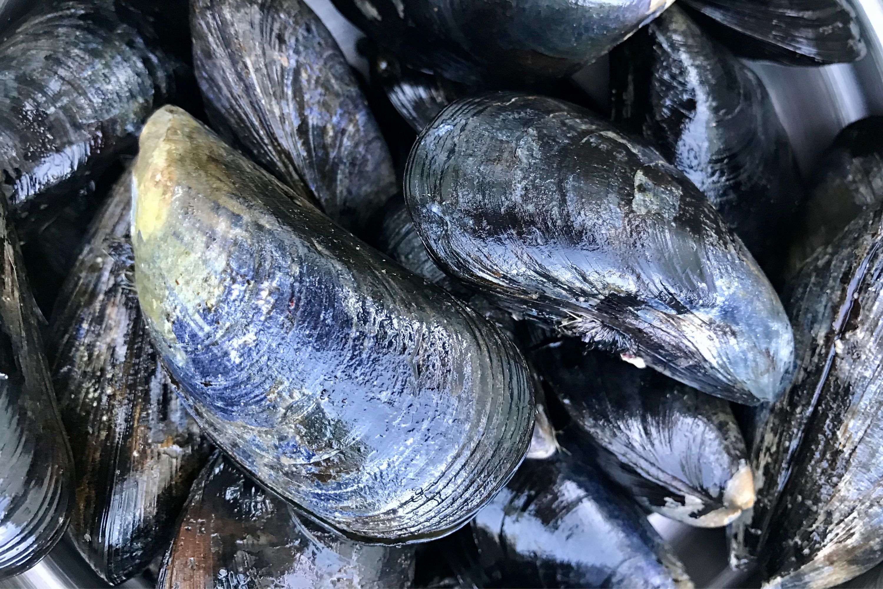 <p>Blue Mussel </p>