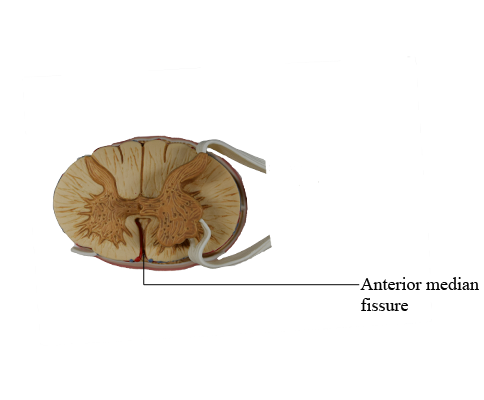 <p>back, larger indentation</p>