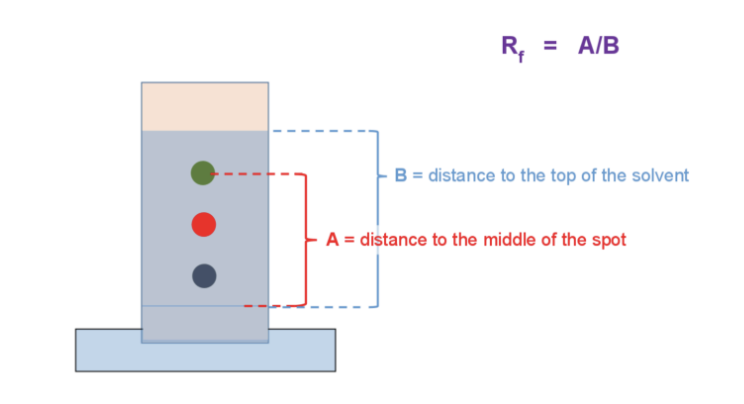 <p>separates compounds by their solubility in the solvent (polarity). MOST SOLUBLE = travels fastest &amp; furthest up the plate</p><ul><li><p>usually uses a polar plate and a nonpolar solvent</p></li><li><p>compound that travels the furthest with nonpolar solvent is the most nonpolar compound</p></li><li><p>Retention factor (R<sub>f</sub>) is a number we use to tell how far up the TLC plate a compound travels</p><ul><li><p>Higher Rf = higher up = more nonpolar</p></li></ul></li></ul><p></p><p>R<sub>f</sub>  = A/B</p>