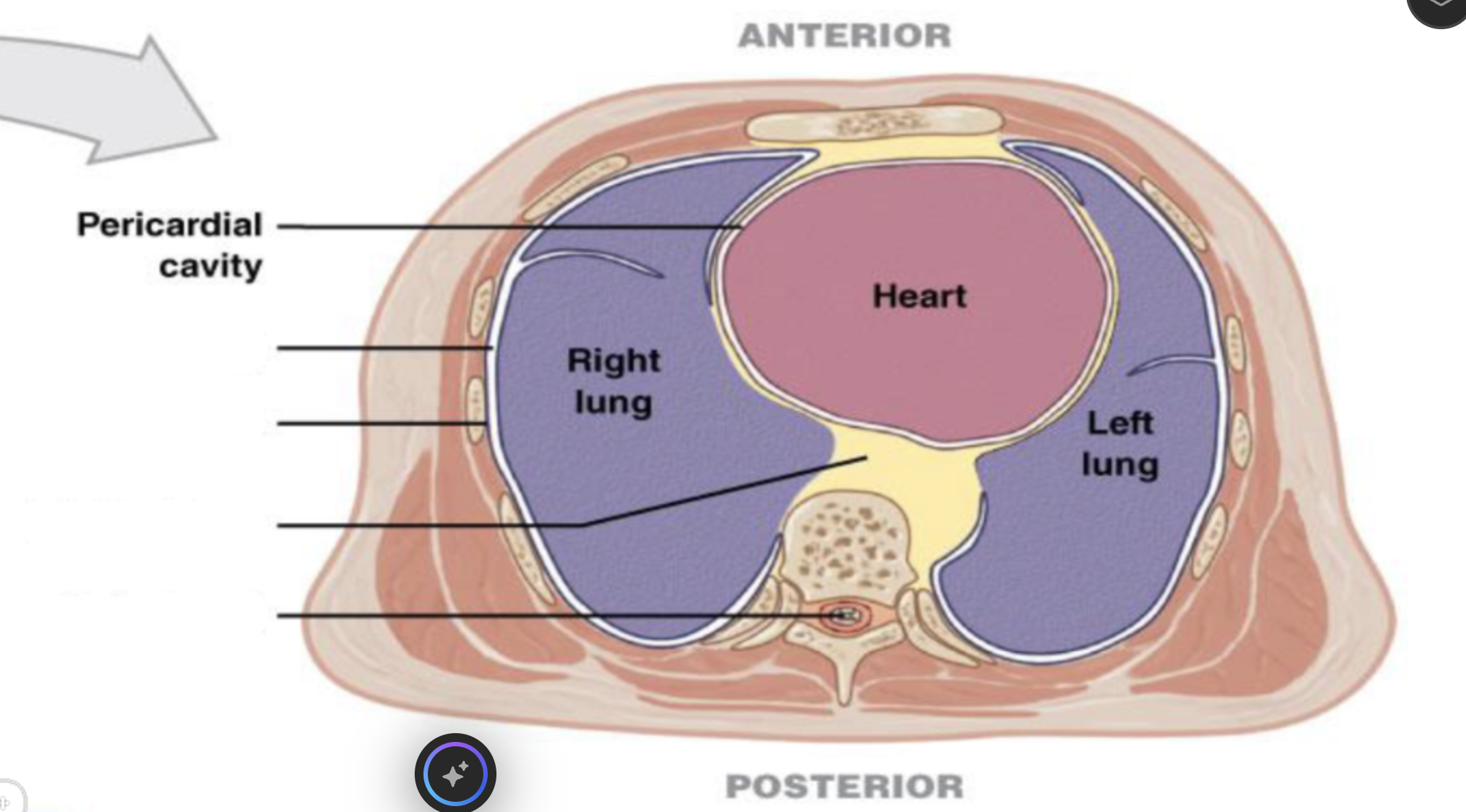 <p>pericardial cavity</p>