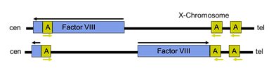 <ul><li><p><span>Duplicated, inverted small gene (A) in Factor VIII gene</span></p></li><li><p><span>Pairs with homologous gene telomeric to Factor VIII</span></p></li><li><p><span>Crossover causes inverted deletion of Factor VIII</span></p></li><li><p><span>Responsible for 40% of severe Hemophilia A</span></p></li><li><p><span>Mutation occurs only in male meiosis</span></p></li></ul><p></p>