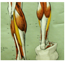 <p>What is the highlighted muscle? what is its innervation?</p>