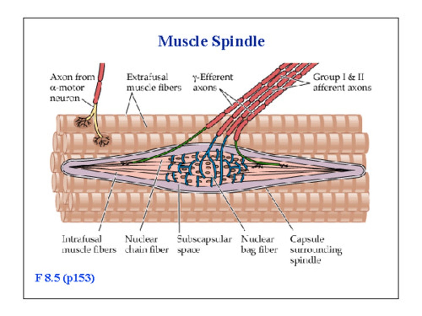 <p>Detects muscle stretch</p>