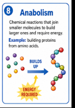 <p>Chemical reactions that join smaller molecules to build larger ones and require energy.<br>Example: Building proteins from amino acids is anabolism.</p>