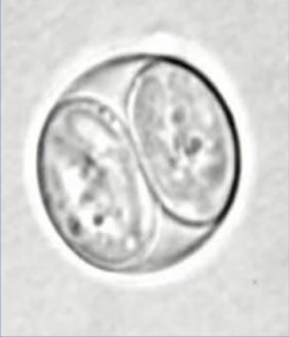 <ul><li><p>sporulated oocyst<span> of </span>Toxoplasma gondii</p></li></ul><p></p>