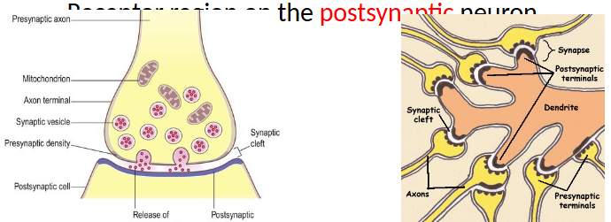 <p>the neuron that receives the neurotransmitter through receptors</p>