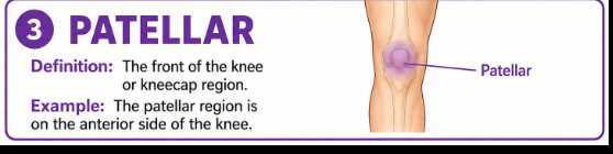 <p>The front of the knee or kneecap region.</p><p>Example: The patellar region is on the anterior side of the knee.</p>