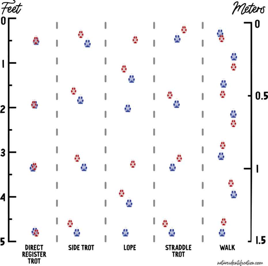 <p>Diagonal Walkers.</p><p>Left front + right hind, right front + left hind. (4-beat for walking, 2-beat for trotting).</p><p>Will often see indirect register trots, overstep walks, and side trots. </p><p>Front (blue) and rear (red).</p>
