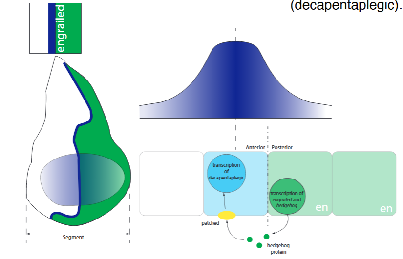 <p>The wing is a segment, and inherits segment polarity gene expression (though it is slightly different in the disc). </p><p>In the wing disc, hedgehog doesn’t talk to wingless, it talks to a gene called decapentaplegic.</p><p>Decapentaplegic is expressed in the cells just anterior to the anterior posterior boundary of the wing. Decapentaplegic is a morphogen, diffusing across the wing disc.</p><p>Decapentaplegic (dpp) protein forms a concentration gradient, with high expression in the centre of the disc, and low expression at the edges</p>