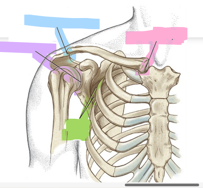 <p>Name the joint highlighted in blue.</p>