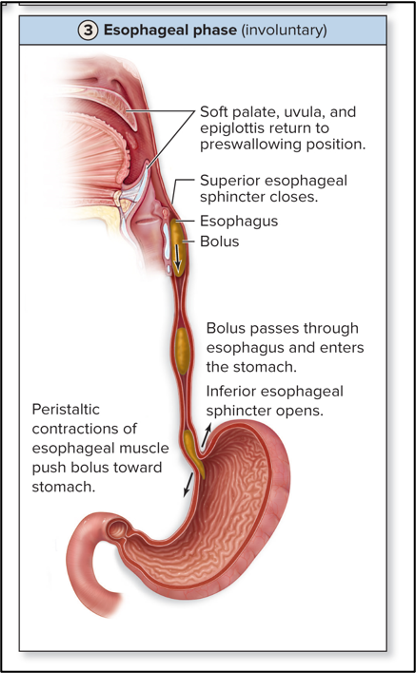 <p>esophageal phase (involuntary)</p>