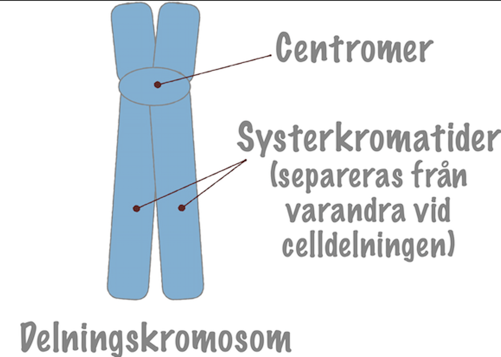 <p>Dubbel genuppsättning (<strong><em>Består av 2 systerkromatider) </em></strong></p>