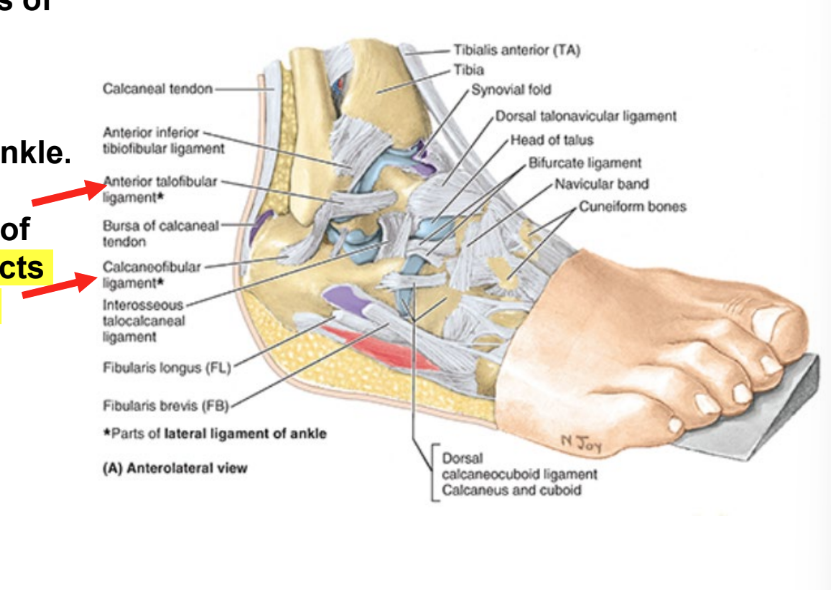 <ul><li><p>medial (deltoid) ligament of ankle</p><ul><li><p>connects <strong>tibia </strong>to <strong>tarsals</strong></p></li></ul></li><li><p>lateral ligament of ankle</p><ul><li><p>connects <strong>fibula </strong>to <strong>tarsals</strong></p></li></ul></li></ul><p></p>
