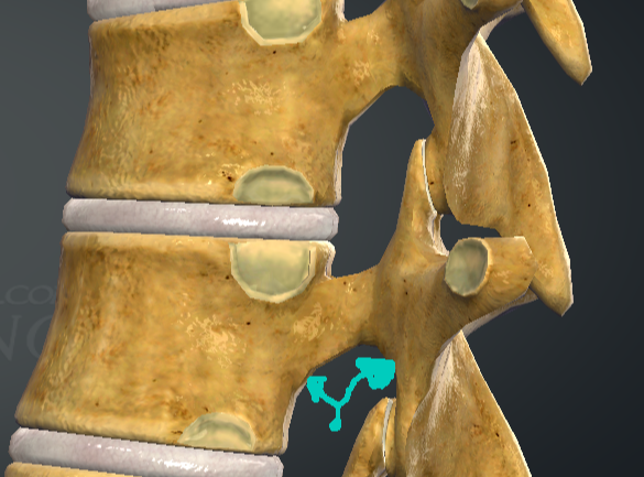 <p>Гръден прешлен - vertebrae thoracicae</p>