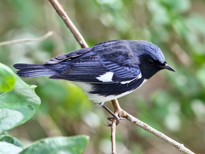 <p>black-throated blue warbler </p><p>blue above, white below <br>black face, neck, flanks <br>white wing patch </p>