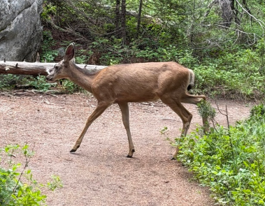 <p>Mule deer</p>