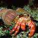 <ul><li><p><span>Hermit crabs inhabit diverse environments, including </span><strong>sandy or muddy marine bottoms, coral reefs, tide pools, and deep-sea habitats</strong><span>.</span></p></li><li><p><span>Hermit crabs are </span><strong>social and often live in groups of hundreds</strong><span>,</span></p></li><li><p><span>Hermit crabs reproduce sexually, with females carrying eggs on abdominal pleopods until hatching.</span></p></li><li><p></p></li></ul><p></p>