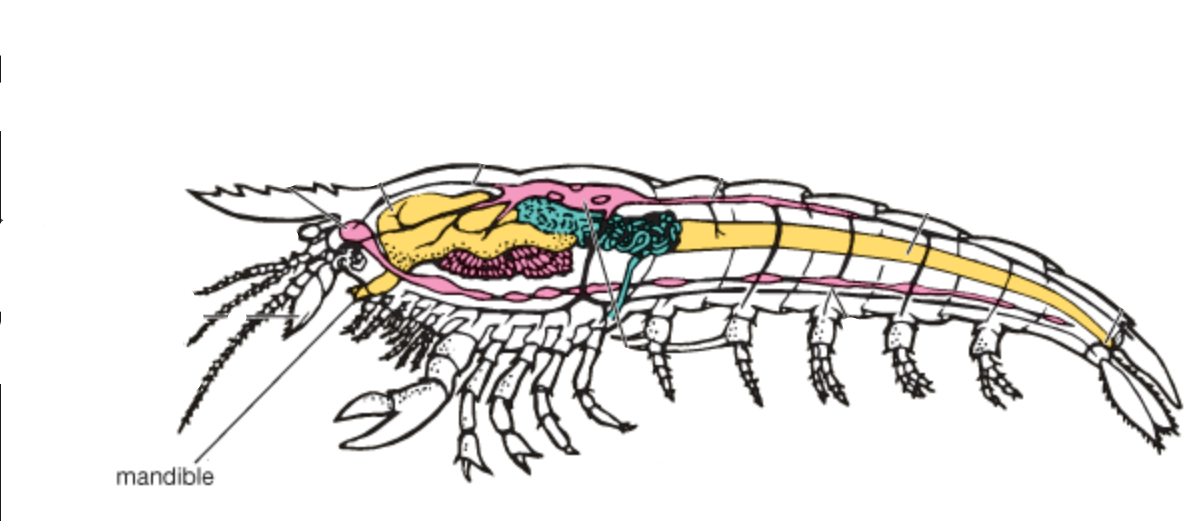 <p>mandibles </p>