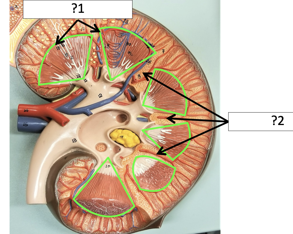 <p>1 Name the structure?</p>