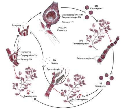 <p>Takes place in red algae </p><ol><li><p><strong>Gametophyte</strong> (haploid)</p><ul><li><p>males release sperm from <em>spermatangia</em>; female eggs are in the <em>carpogonium</em></p></li></ul></li><li><p><strong>Carposporophyte</strong> (diploid)</p><ul><li><p>fertilizations and development directly on female gametophyte</p></li><li><p>produces 2N <em>carpospores</em></p><ul><li><p>these carpospores will be released, find a place to settle, and grow into a tetrasporophyte</p></li></ul></li></ul></li><li><p><strong>Tetrasporophyte </strong>(diploid)</p><ul><li><p>carpospores grow into 2N adult</p></li><li><p>meiosis produces <em>tetraspores</em> from the <em>tetrasporangia</em></p></li><li><p>develop into male or female gametophytes</p></li></ul></li></ol><p></p>