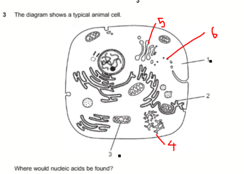 <p></p><p><strong>Q:</strong> Where would nucleic acids be found in the labelled animal cell?</p><p> </p><p><strong>A:</strong> 1, 2 and 3<br><strong>B:</strong> 1 and 2 only<br><strong>C:</strong> 1 and 3 only<br><strong>D:</strong> 2 and 3 only</p>
