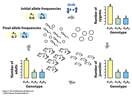 <p>What is Genetic Drift?</p>
