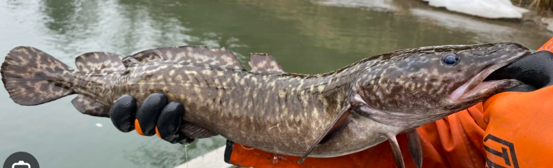 <p>Lota lota </p><p>native</p><p>cod </p><p>long slender body, large double dorsal fin that looks almost continuous down body, single barbel in center of lower jaw</p>