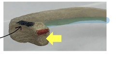 <p>what is highlighted in blue?</p>