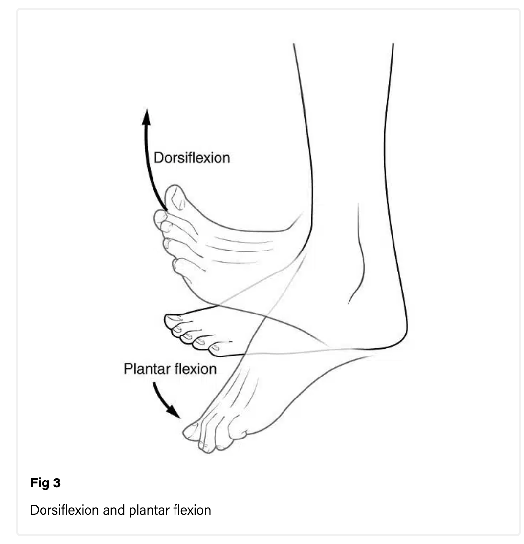 <ul><li><p>Flexion at the ankle so the foot point more superiorly</p></li></ul><p></p>