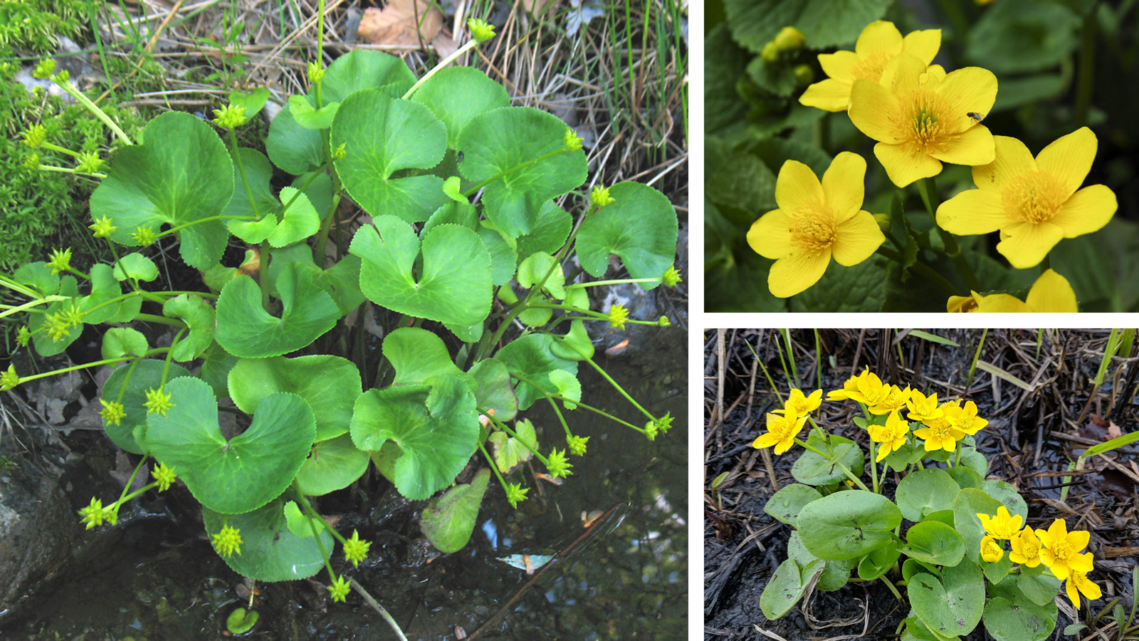 <p>Caltha palustris</p>