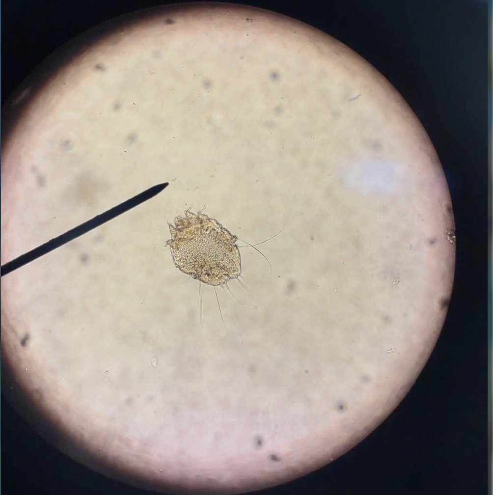 <p>Phylum:</p><p>Subphylum:</p><p>Class:</p><p>Common Name:</p>