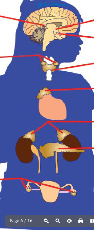 <p>name endocrine glands</p>
