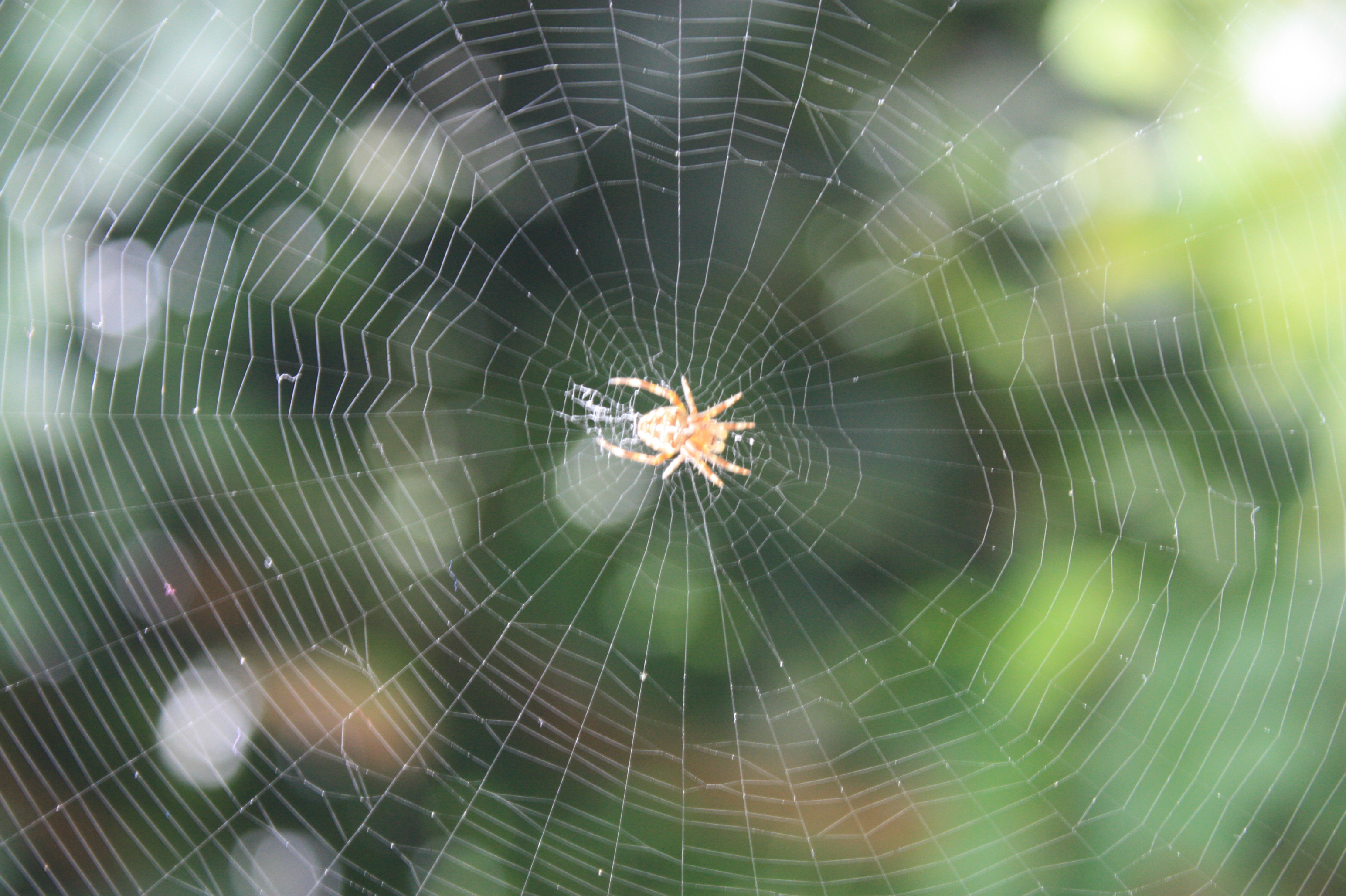 <p>Ex: The spider is making a house with its <strong>web</strong></p>