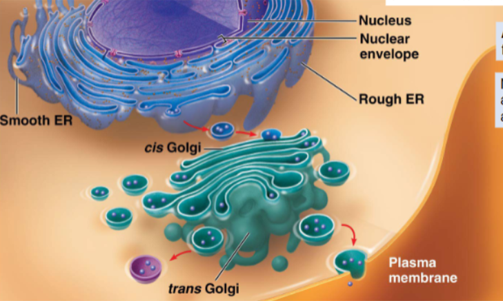 <ul><li><p>all translation commences on free ribosomes</p></li><li><p>many proteins are processed and sorted through the RER and Golgi — but not all</p></li><li><p>proteins destined to function in the cytosol — complete translation on free ribosomes</p></li><li><p>proteins that go through the endomembrane system — complete translation at fixed ribosomes on the RER</p></li></ul><p></p>