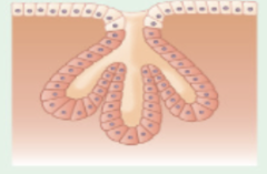 <p>- gastric glands</p><p>- mucous glands of esophagus, tongue, duodenum</p>