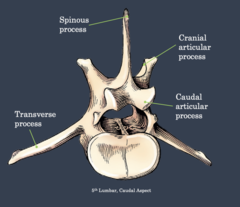 <p>spinous processes -single process that projects posteriorly from each vertebral arch at the junction of the two laminae.</p><p>Transverse processes -two processes that project laterally from the junction of a lamina and a pedicle.</p>