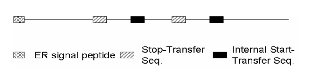 <p>Where will the N-terminus be</p>