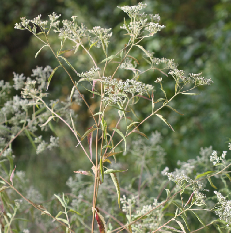 <p>Eupatorium serotinum</p>